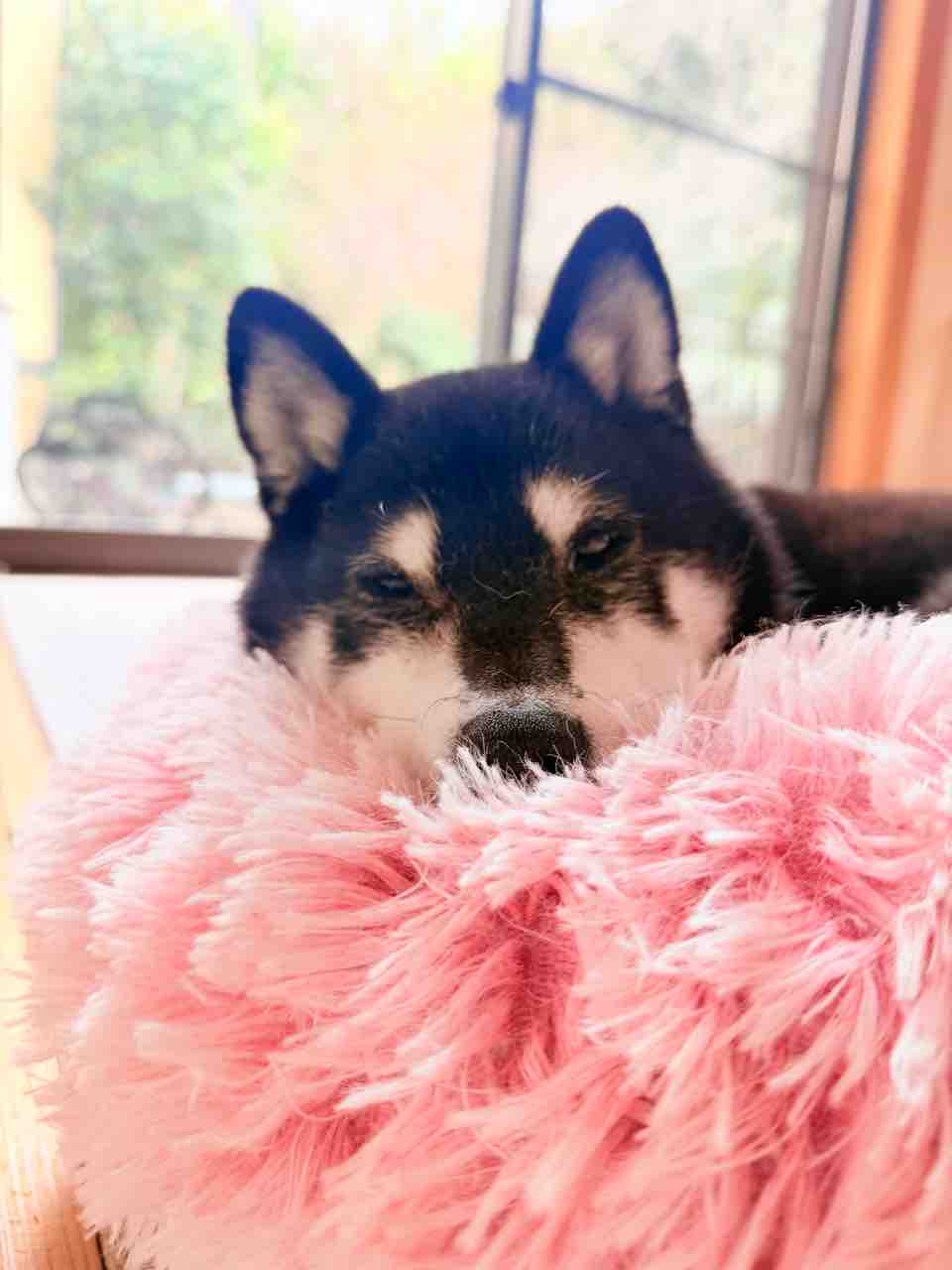 KOKORO resting in a pink fluffy bed